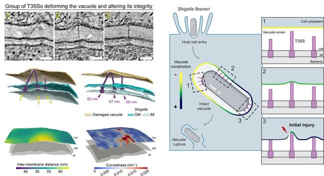 Left: Group of three T3SS localizing in the same zone of the bacteria surface. T3SS n°1 and 2 contact, deform, and perforate the vacuole membrane at the same spot. T3SS n°1 needle (83 nm) is long and seems to deviate from basal body axis showing that strong constraints between T3SS and the vacuole at are play. The locally relaxed vacuole to bacteria space (~50–55 nm) potentially limits additional damage by the T3SS n°3 needle (56 nm) that only slightly deforms the membrane. Right: Model of initial vacuolar membrane breaching by T3SS-induced mechanoporation. Shigella actively enters host cells in a specialized endomembrane compartment, the vacuole, that is rapidly injured and ruptured for cytosolic access. After host cell entry, the vacuole membrane is intact and tightly juxtaposed to the surface of Shigella, permitting contact between T3SSs and the endomembrane. In the authors’ proposed model, vacuole membrane injury is supported both by the vacuole tightness and the length of individual T3SSs.