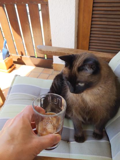 Una mano sostiene un vaso con café con hielo recién servido delante de un gato siamés que lo observa con curiosidad felina. El gato está en una silla de jardín en el entorno exteriir de un balcón europeo. Se aprecia un día soleado y agradable.