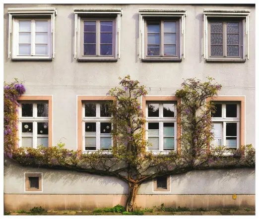 Teilansicht einer 2-stöckigen Fassadenfront mit jeweils 4 doppelflügeligen und 6-fach geteilten Sprossenfenstern.

Am Fuss der Fassade in der Bildmitte entspring ein dicker Wurzelstock einer Wisteria, einer Kletter und Schlingpflanze, auch bekannt als Blauregen. Unterhalb der ersten Fensterreihe verzweigt der Wurzelstock nach links und rechts und klettert - mit kleinen blauen Blüten blühend - an den beiden Aussenseiten und in der Mitte  entlang der Fenster in die Höhe, wo er ein quer gespanntes Drahtseil erreicht.  welches der Pflanze weiteren Halt gibt.