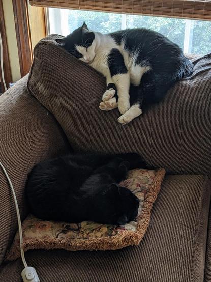 Two cats sleeping on a brown corduroy couch. A tuxedo cat is laying atop the backrest, while a black cat is curled up on a decorative pillow below. Daylight shines through a large window behind them.