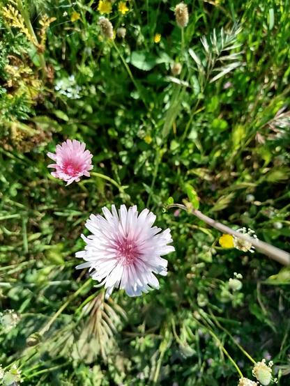 Fiore.