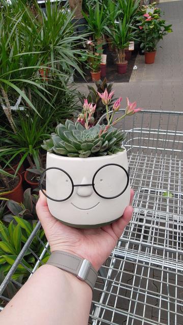 Planter with a friendly face and metal glasses. Succulent in the planter