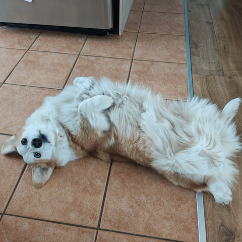 Guimauve laying on his back begging for attention