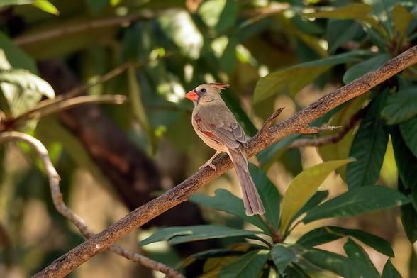A small bird, female Northern Cardinal, with a reddish beak and crest sits perched on a branch amidst lush green leaves. The sunlight filters through the foliage, highlighting the bird's detailed plumage and the texture of the branch. Photography by Debra Martz