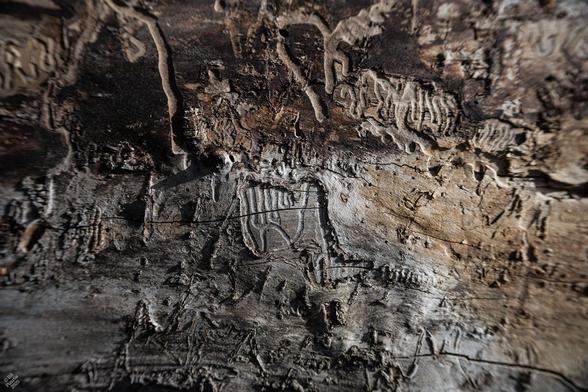 Four colour photos looking straight on at a log from a poplar (Populus) tree that has lost its bark. The wood is crisscrossed with many squiggly tracks, some of which are bored into the wood, while others are tiny tunnels that have been built onto the wood. There are also "pinholes" where something has bored straight into the wood. The colours range from light grey through deep brown / black.