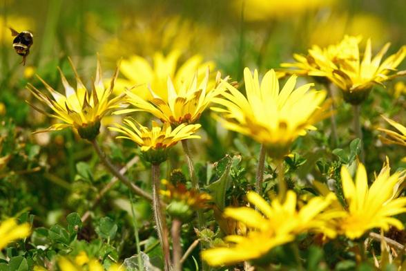 A close up of several bright yellow daisies in a field with a bumblebee hovering in the upper left corner of the photo.
