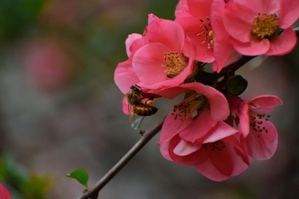 Closeup of a handful of pink pastel Quince blooms that have thin yellow stamen. Honeybee is hanging on a bloom with a noticeable pollen sac on its leg.