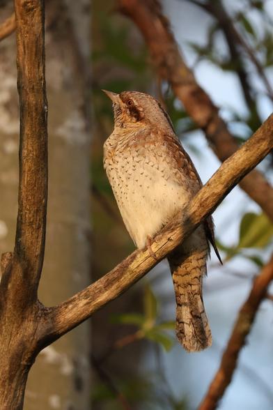 A close up photo of a Eurasian wryneck perching on a branch on a sunny spring evening.