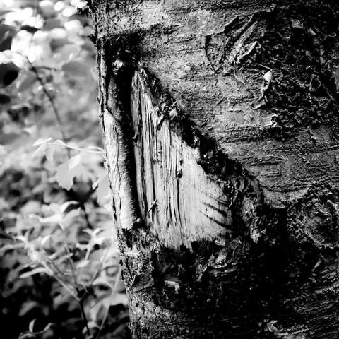 Ein Teilbereich von einem Baumstamm. Dieser trägt eine große Verletzung. In diesem Teilbereich ist die Rinde durch Ausseneinwirkung komplett weg und auch das Holz darunter trägt Verletzungen. Das Foto ist in Schwarzweiß.