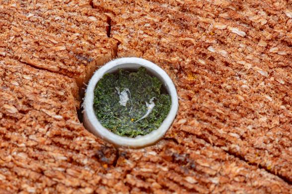 Spinach-like plug at the tip of white paper straw that is inserted into a wood block.