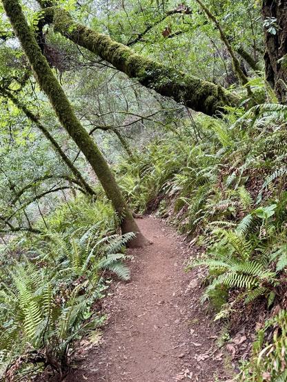 A narrow dirt trail winds through a lush green forest, surrounded by tall trees covered in moss and ferns. The scene is serene and heavily vegetated, showcasing the natural beauty of the outdoors.