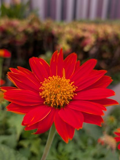 Flower with red petals and yellow center standing tall inside garden with blurred image of others flowers behind it. Captured with Google Pixel in Bangkok Thailand