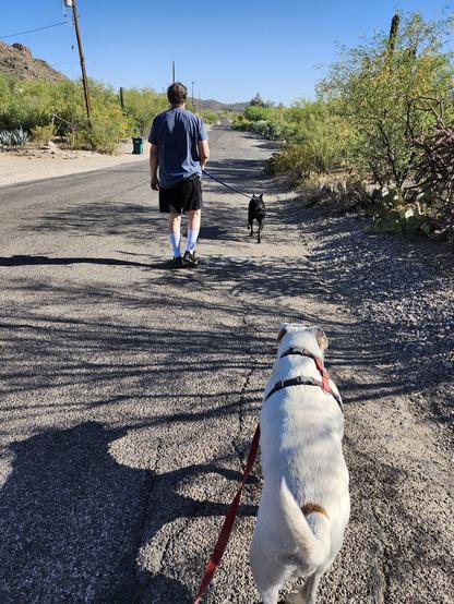 two dogs and a dude walking down a desert road on a sunny morning