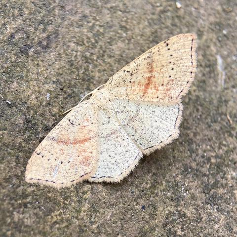 A 2.5cm wide flat moth, much like a butterfly, on a paving slab. It is a creamy colour heavily speckled in red-brown. It has a faint red line running in a shallow U shape from top wing edge left to top wing edge right. It bottom wing edges are fringed.