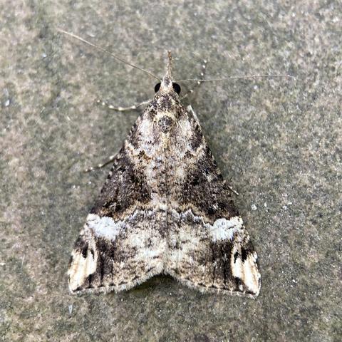 A flat triangular moth on a paving slab.  It is heavily patterned.  It is largely light grey with two dark nearly triangular patches of brown pointing inwards about halfway down the wing.  The bottom wing corners have light arches with dark spots on them. It has a very long thin snout like Gonzo from the muppets, and two pin head eyes on a miniscule head.