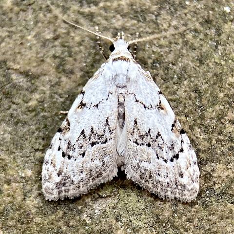 A 1cm flat arrowhead shaped moth on a paving slab.  It has two pinhead eyes.  It is very white with three jagged black horizontal lines. The whiteness towards the bottom turns to light dusty grey.