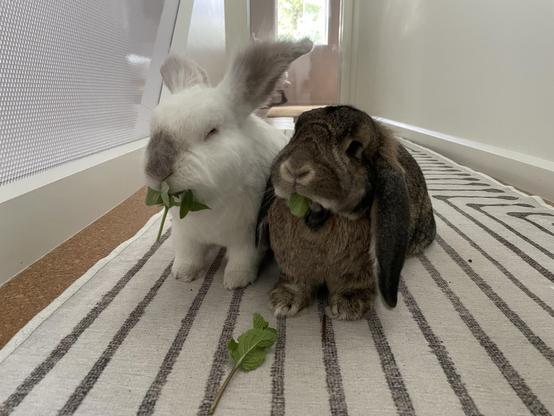 The bunnies Chuck and Matilda side by side on a striped rug in the hallway eating some herbs