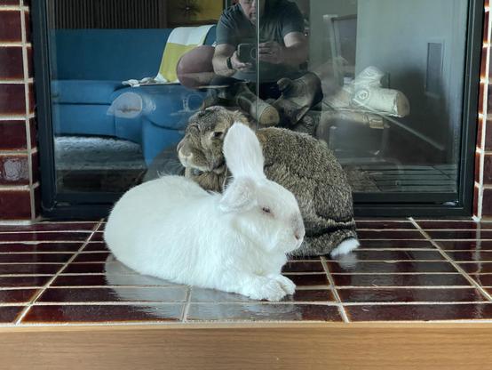 The bunnies Chuck and Matilda on the tile hearth of a fireplace. The glass doors of the fireplace are closed. Chuck is lying down, and Matilda is behind him.