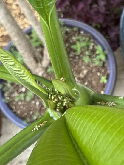 Extreme close of of inside a section of green leaf. A small dotted green area can be seen with is the start of a flower bud