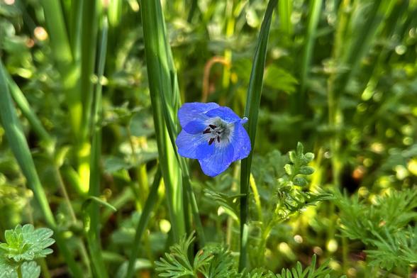 A tiny blue flower (baby blue eyes) — its five petals still partially closed and covered in tiny water droplets — is blooming in the early morning garden, with dappled sun shining through the green leaves of grasses and other plants in the flower bed. It resembles a miniature forest with a bright, blue flower in the center.