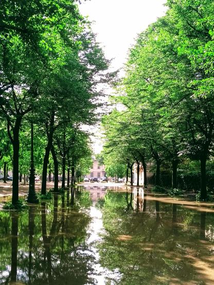 Trees reflected in a puddle