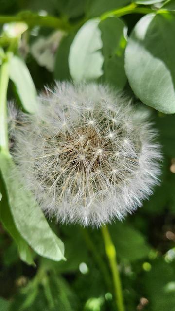 Close up of the round seed ball and all its "pappas".  Pappas are the dry fluffy umbrella like part that attaches to the seed so that it can float in the air.