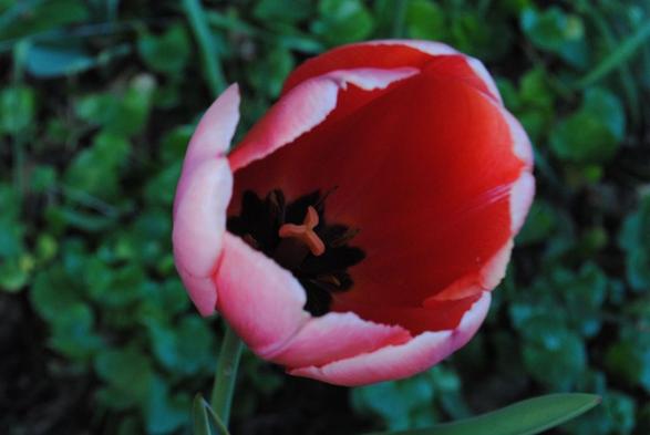 closeup of one single half open tulip flower at dusk seen from above, with its insides an intense orange-pink hue and its outside more pastel pink, and a background of blue green foliage