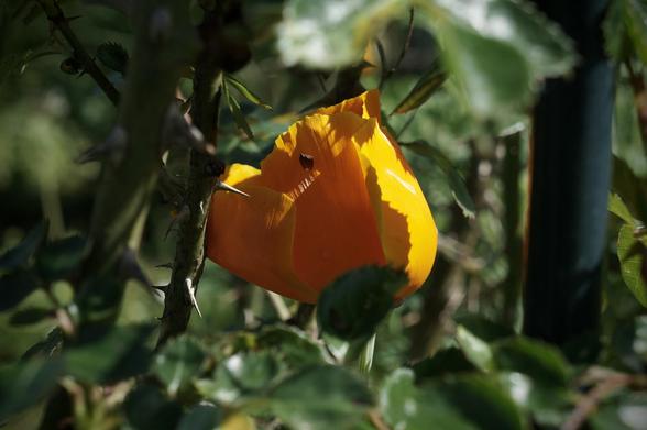 Californian poppy blossom between the thorns of a rose bush.