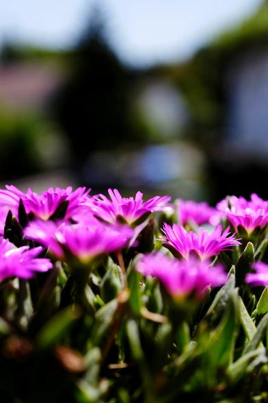 Ein paar Blüten der Mittagsblume von der Seite. Das obere Drittel besteht aus unscharfen Gebäuden.