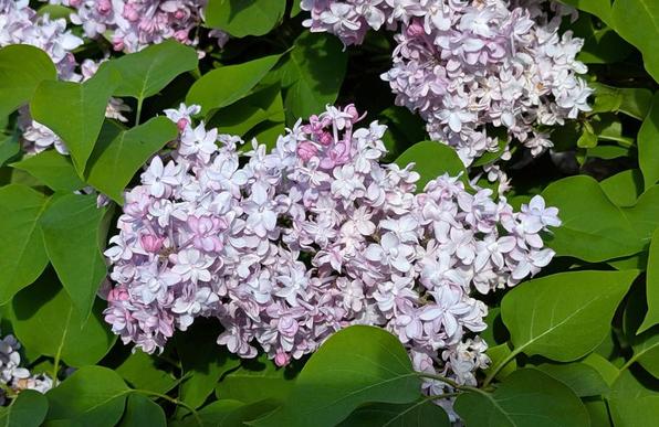 Pinkish lilac flowers at the Arnold Arboretum