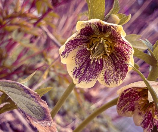 A hellebore (flower). It is yellow with maroon splotches. The middle looks like squid tentacles. A very interesting flower.