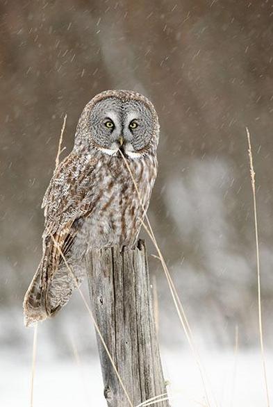 The head of the Owl is one third from the top and in the middle of the photo.
It is looking towards the camera.
The Owl is sitting on a post while it is snowing.