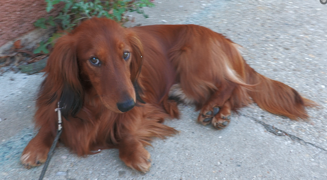 my dachshund looking at me 
laying on the pavement half up (front) half down (back)
not quite active today, 
it's really hot close to 30C
we are in the shadow