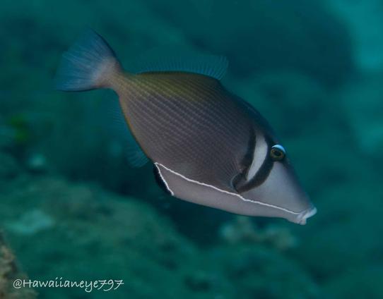 A gray fish marked with black scythes over its gills. It is shaded lighter gray over its snout and belly.