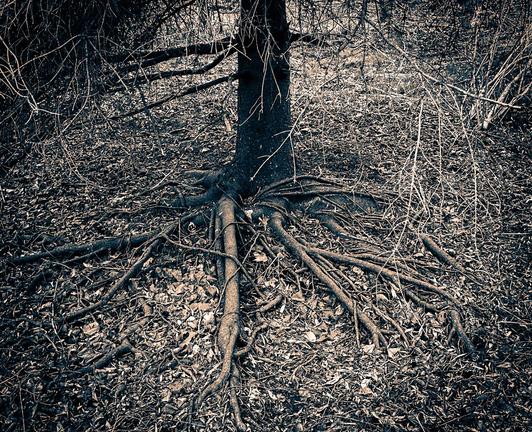 A closeup of the trunk and roots of a tree. The roots are visible above the ground which is scattered with dead leaves. Black and white photo with yellow highlights and blue shadows.