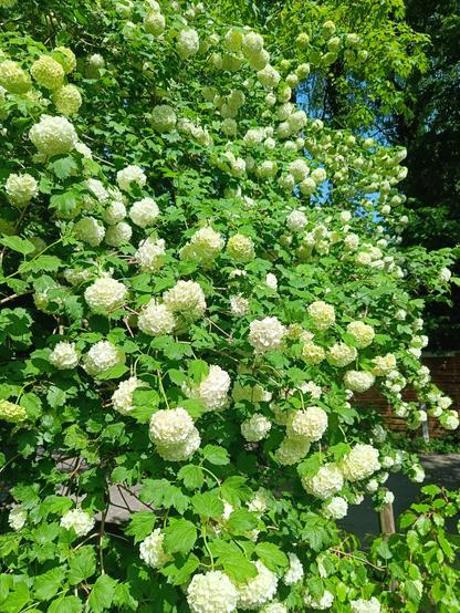 White snowball flower