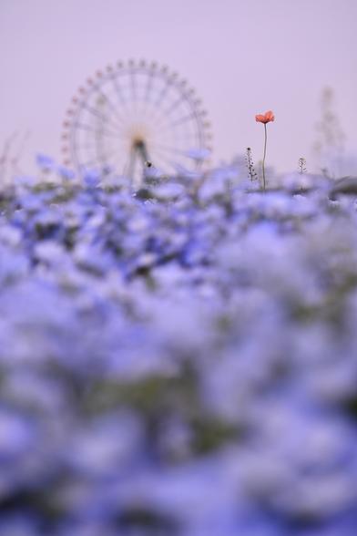 観覧車を写せばひたち海浜公園っぽい……のか？