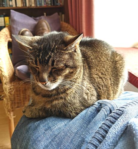A colour photograph of a ticked tabby cat sitting on my lap, illuminated from the window to the right of the image. 

The cat's head is at the left of the picture. His eyes are closed and he looks rather serene. His front paws are tucked beneath him.