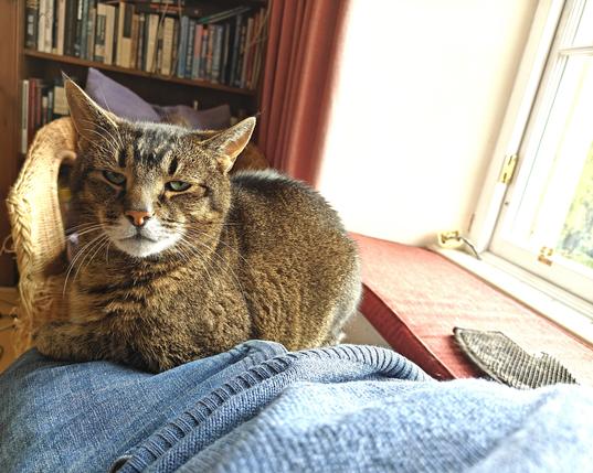 A colour photograph of a ticked tabby cat sitting on my lap, illuminated from the window in the right of the image. 

The cat's head is at the far left of the picture. His eyes are open as he looks at the camera as if to say "why have you disturbed me?!". His front paws are tucked beneath him.