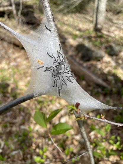 A mass of silk webbing shaped like a funnel, with numerous small, black caterpillars inside, attached to a thin branch. Surrounding foliage is visible in a woodland setting.