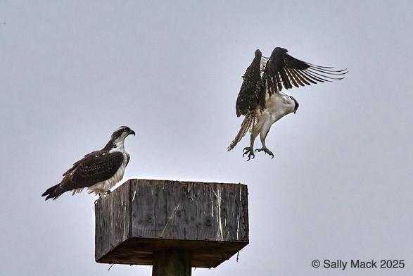 Color photo of two ospreys, one standing on the edge of a wooden nesting box atop a pole, the other just launched into flight. The brown-and-white osprey on the edge of the box is in profile, watching the other. The one in flight faces slightly away from the camera, legs fully extended, talons spread, wings halfway up. Background is cloudy blue sky.