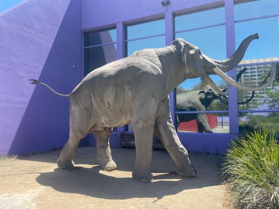 Life size replica of a juvenile Colombian Mammoth