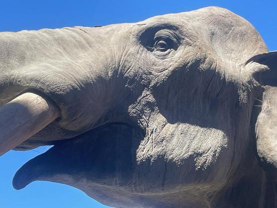 Close up of head of life size replica of a juvenile Colombian Mammoth