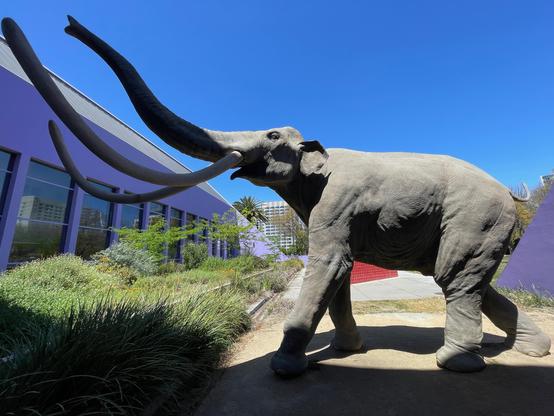 Life size replica of a juvenile Colombian Mammoth