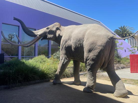 Life size replica of a juvenile Colombian Mammoth