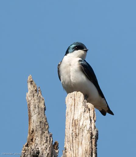 A tree swallow perches atop one of two bleached and weathered dead tree snags.  The bird has a white throat, chest, and belly, and a deep glossy blue head and wings with a very short dark beak.  The background is a clear blue sky.