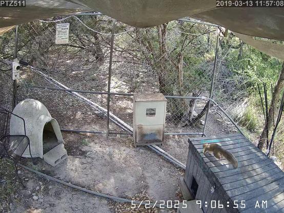 At the feeders: #crittercam  #cat #cat_orange 91.23%
PTZ511.20250502_080000.4017233.3-1.jpg