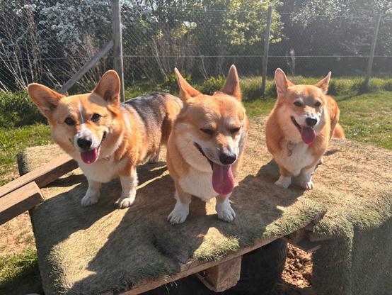 Canes lupi pembrokenses, from the left: Pippa , Abbie and Oscar, posing on an elevated platform. They all look very happy, and Abbie looks a little distracted as well.