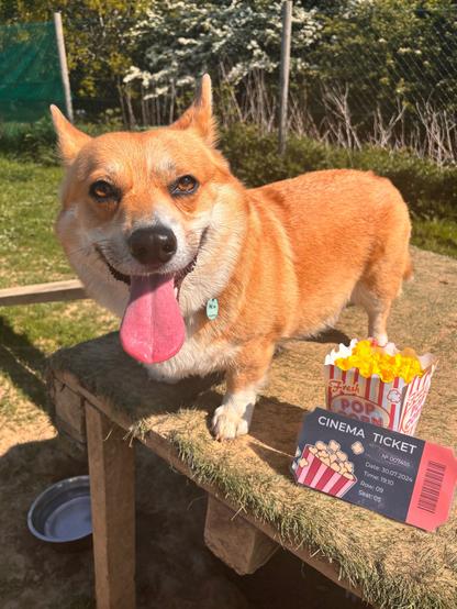 Canis lupus pembrokensis, posing on a raised platform with a box of popcorn, from which one can deduce the theme at day care this week was probably cinema. Tongue is out and enormous.