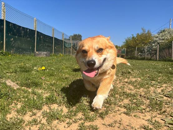 Canis lupus pembrokensis, bustling along the field like a caricature of someone being in a hurry. Ears back, tongue and tail flying.